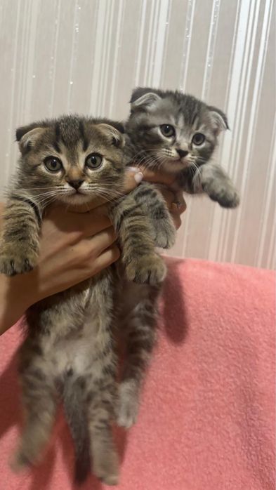 Продаются шотландские котята