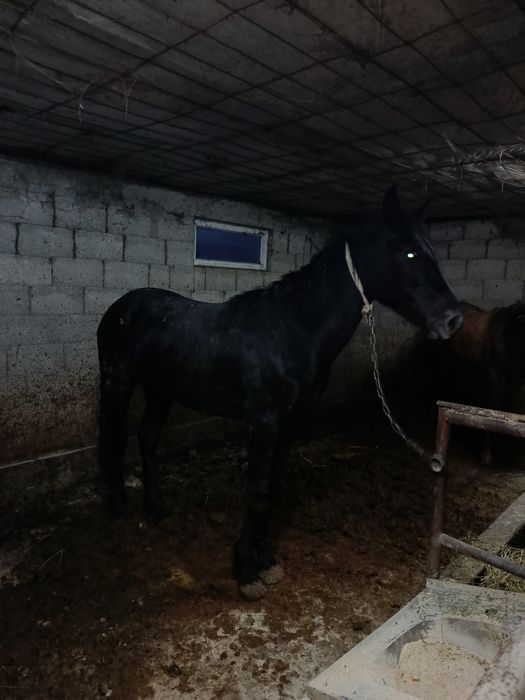 Құнан  сатылады Талғар қызыл қайратта тұр