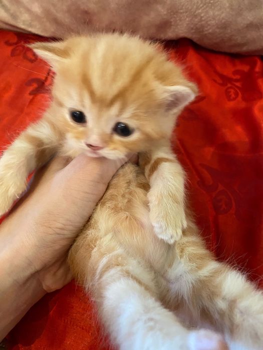 Шотландский скоттиш Страйт котенок