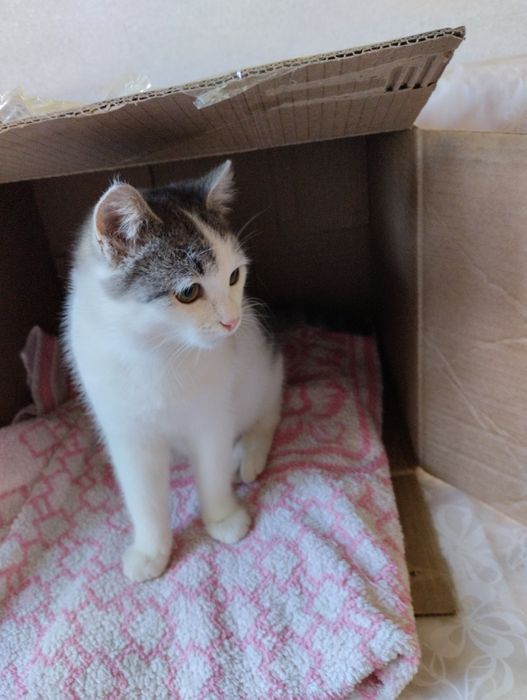 Кошечка девочка в добрые руки