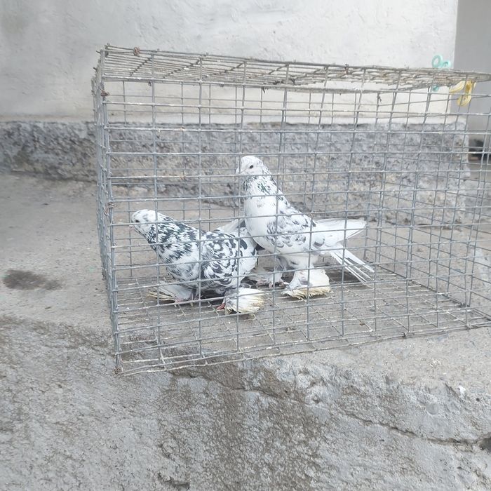 Челкар оба самец гребля