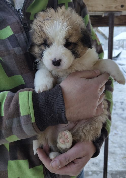 Căței, talie mijlocie, spre adopție responsabilă