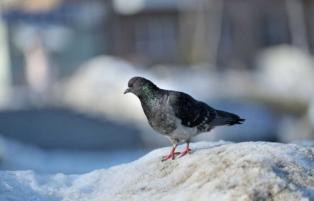 Продается объектив Nikon 80-200mm f/2.8 IV (версия MK IV)