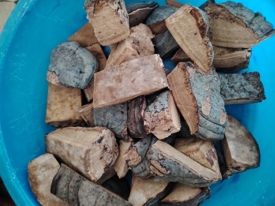 Ciuperci medicinale, GANODERMA, FOMITOPSIS Pinicola, Phellinus bucati
