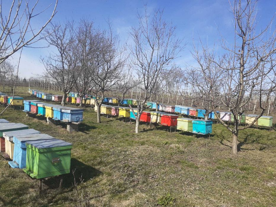 Vand familii de albine