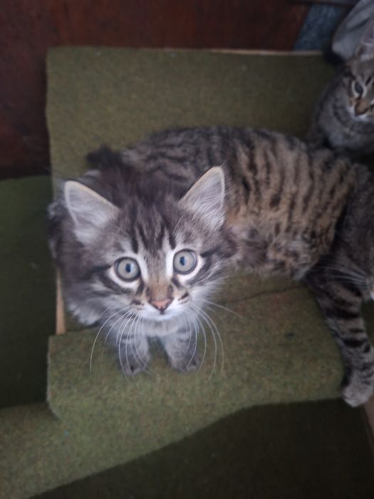 Котята 2 девочки ходят в горшок