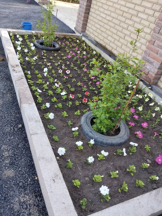 Продам рассаду цветов