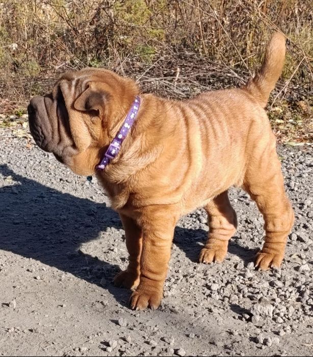 Продажа щенков шарпея