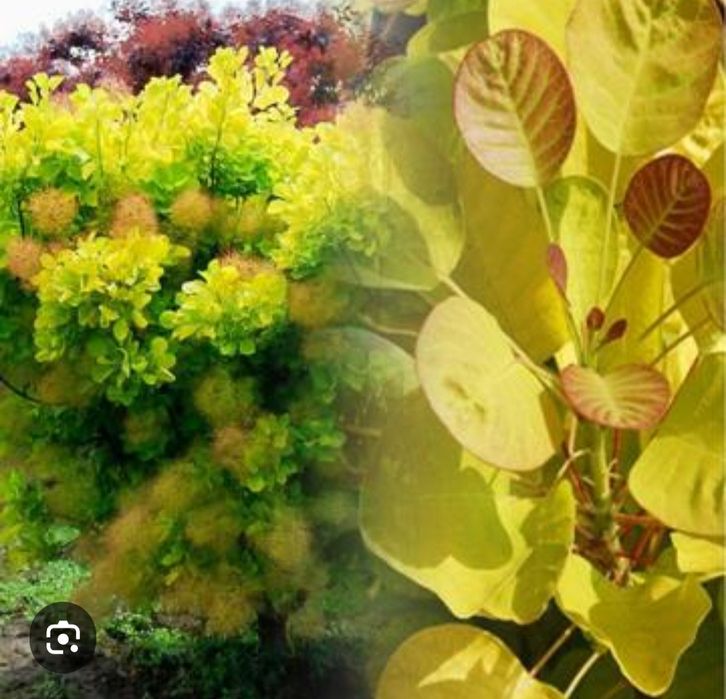 Скумпия кустарник