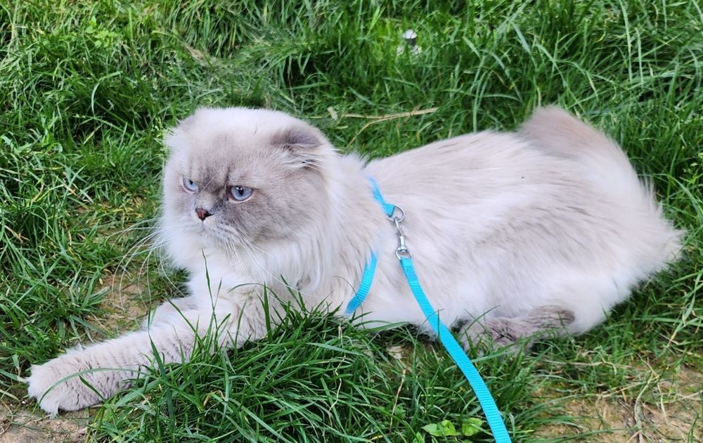 Mushuk yaqinidagi shish