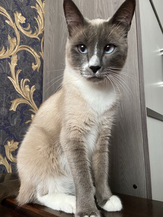 Отдам кота в хорошие добрые руки