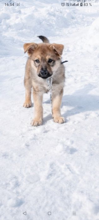 Отдам щенка, мальчик  три месяца