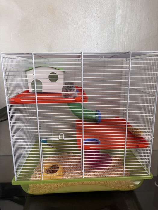 Hamster + cusca