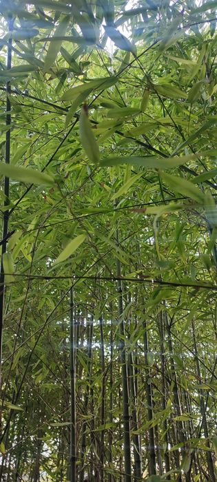 Бамбук за жив плет или дзен градина
