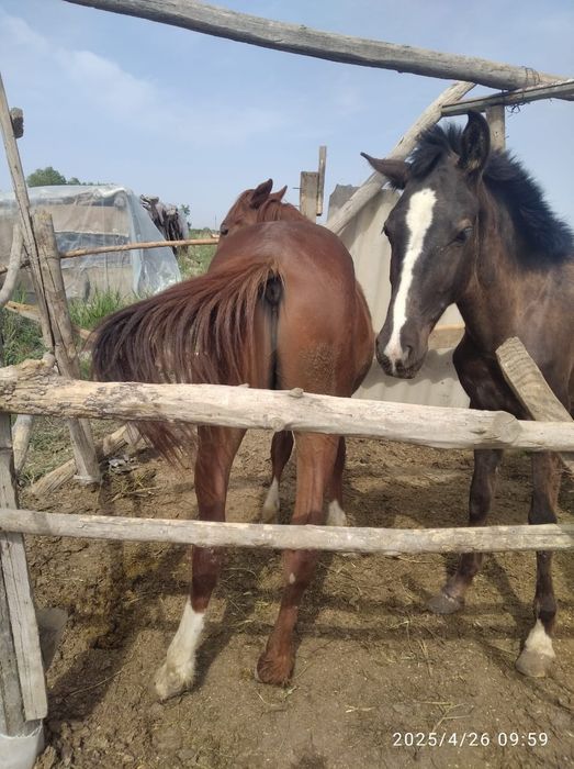 Келиб куринг 30 мл га берамиз