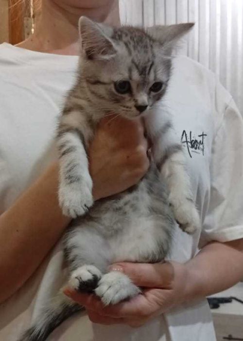 Котята , шотландских вислоухих