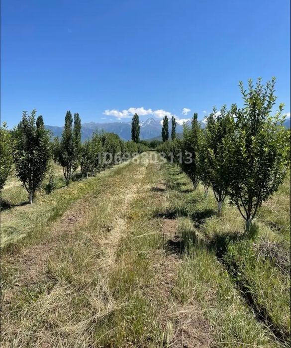 Яблоневый сад 3,35га