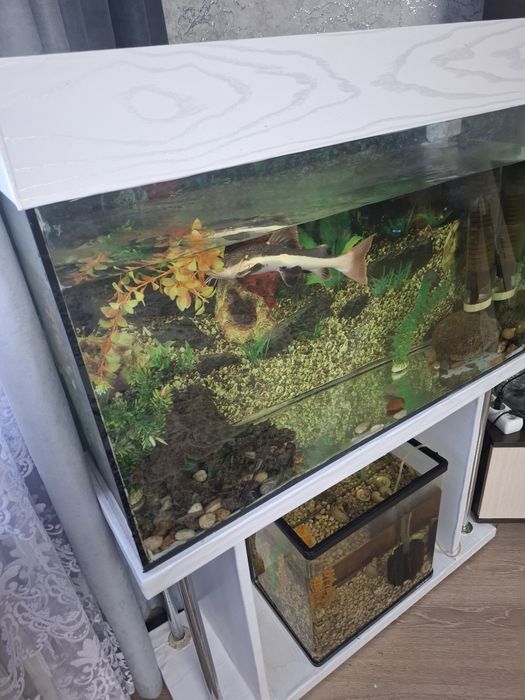 Продам аквариум Сомом