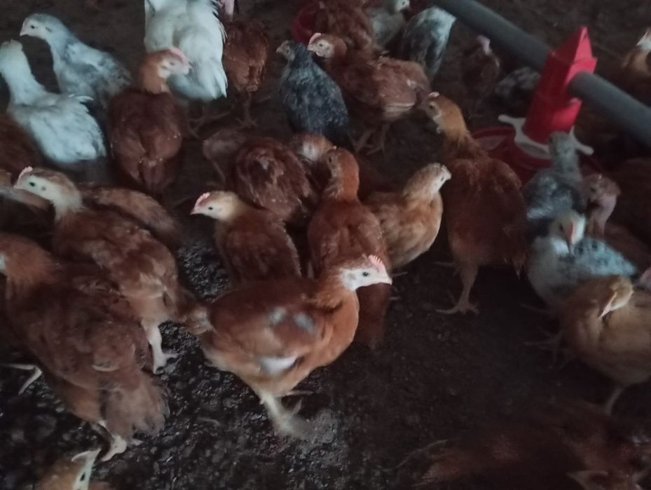 Pui alb de carne și rasa mixta