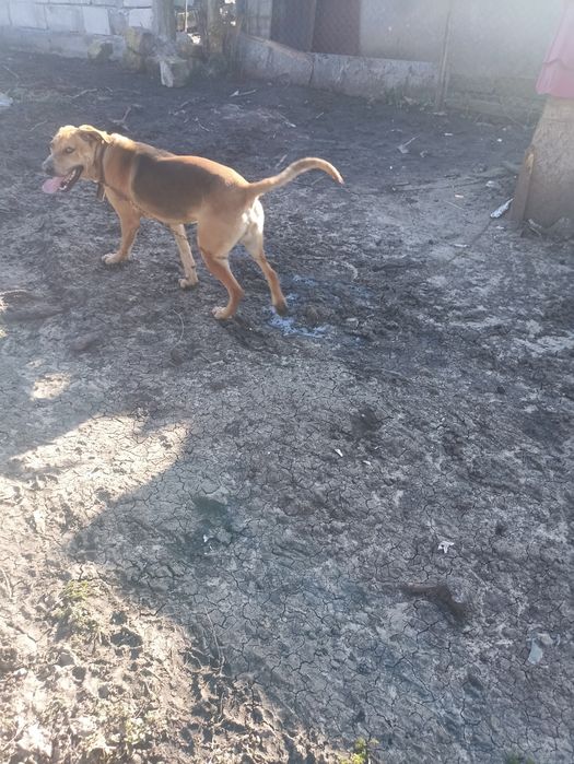 Donez câine Copoi ardelenesc in vâstră de 1 a n