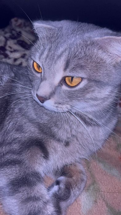 отдам взрослую кошку