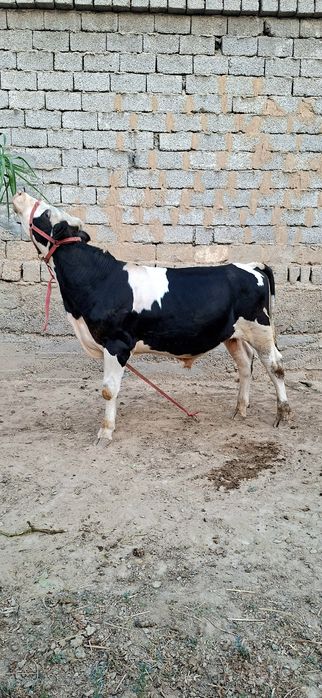 Simental gibrid buqacha sotiladi.