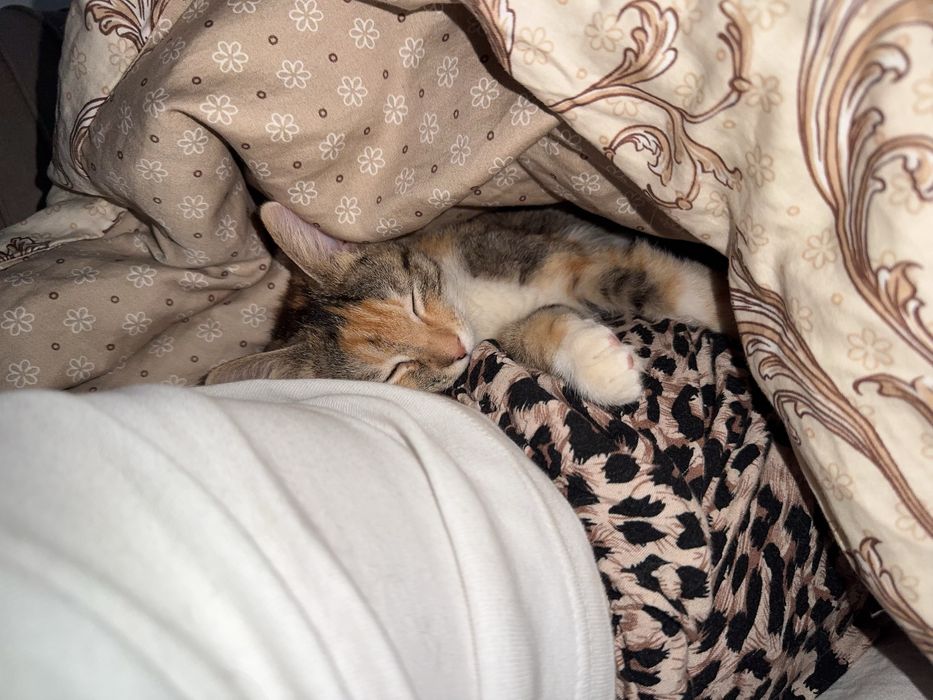 Котенок в добрые руки!