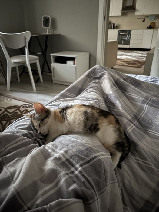 Продам котенка