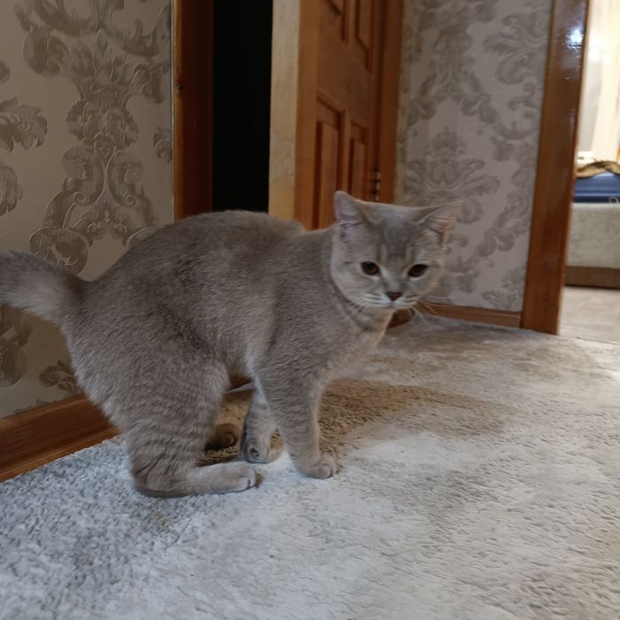 Отдам в добрые руки