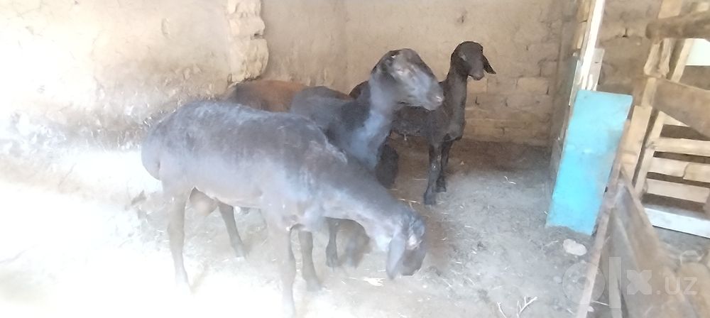 Qochqorlar sotiladi sog'lom