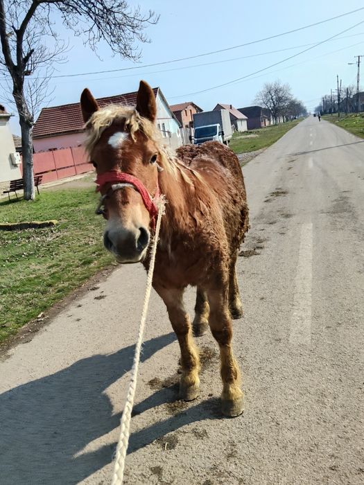 Vând mânz de 8 pe 9.luni.