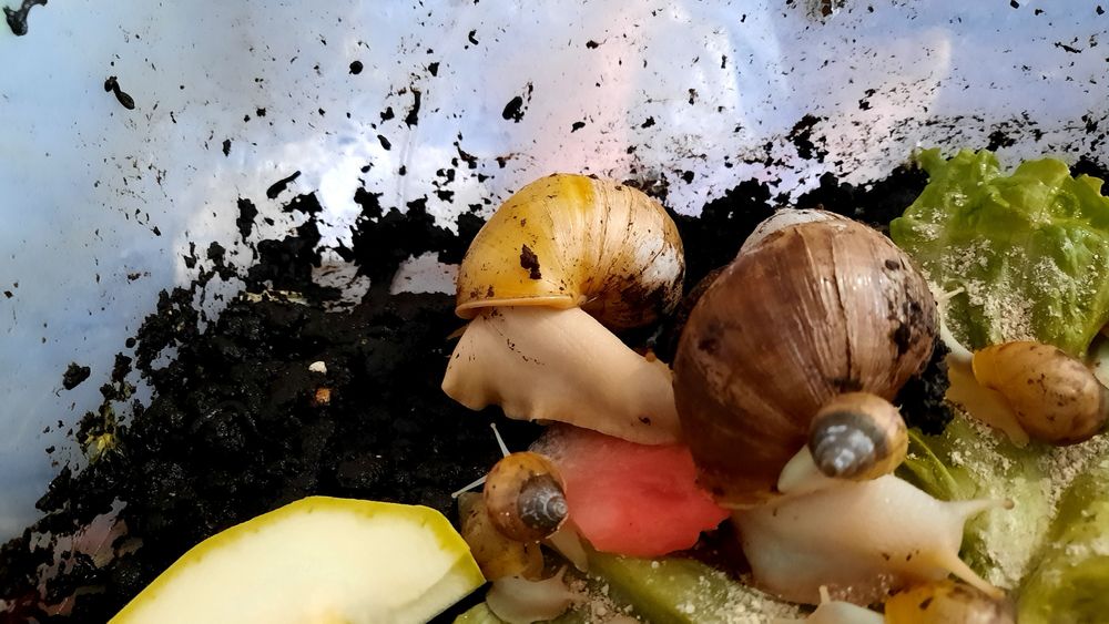 Дарю  ахатинок в хорошие руки