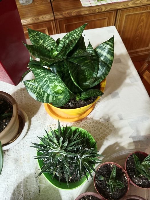 Комнатные цветы в новом грунте