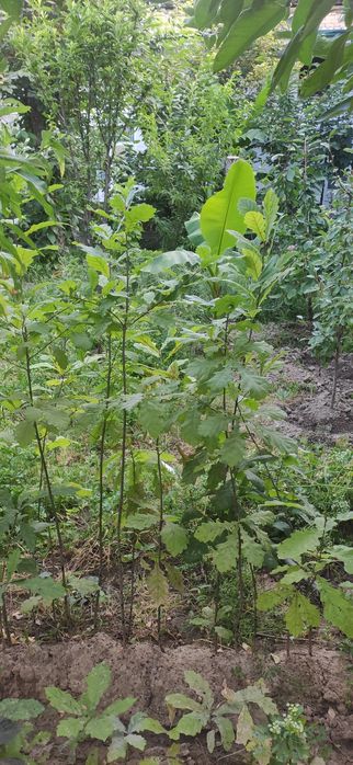 Дерево Дуб высота 1.5метр