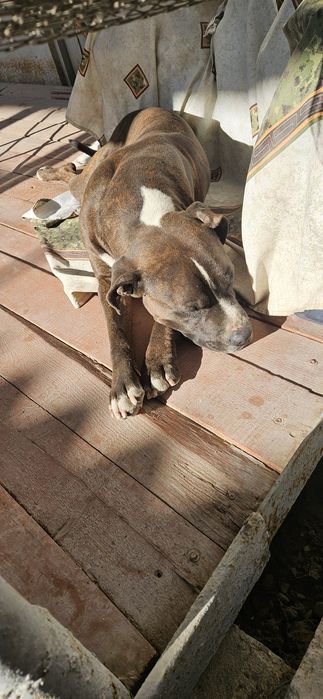 Питбуль на вязку.