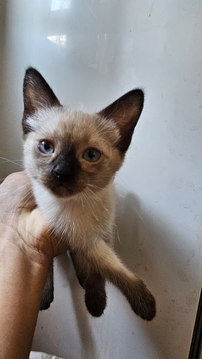 Siam zoti 3 oylik mushukchalar – mehribon va noyob xarakterga ega!