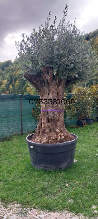 Laur englezesc,palmier,maslini,tuia,dif specii amenajari gradini
