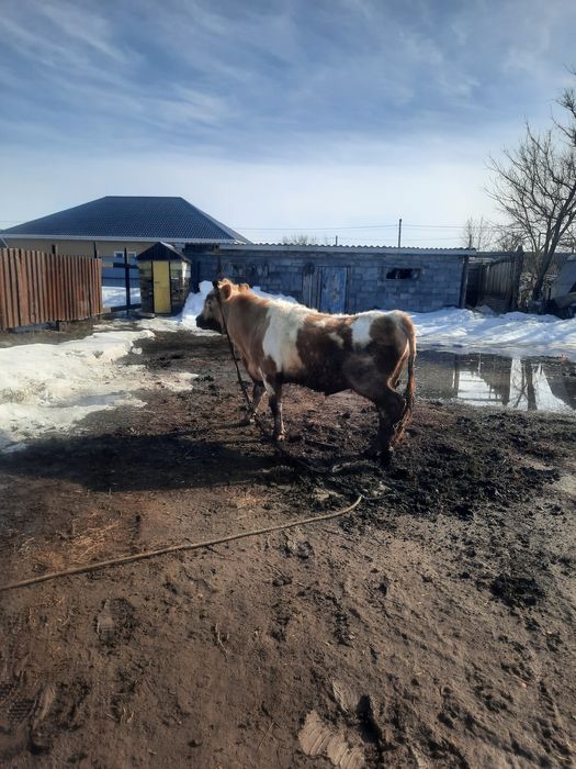 Буха 2.5 жасар...