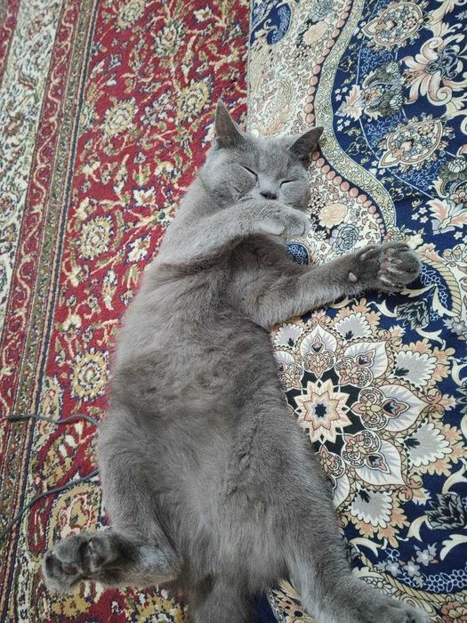 кошка скоттиш-страйта продаётся