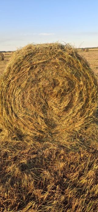 Рулон хороший этого года