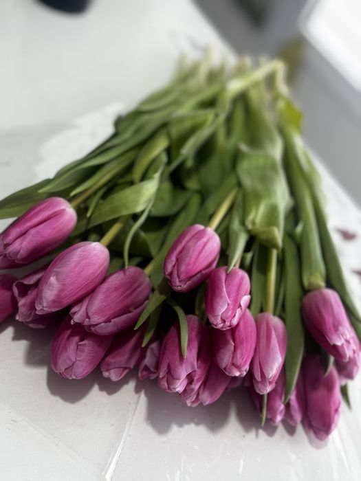 Крупные Тюльпаны