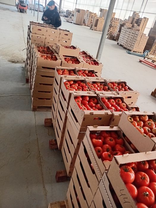 Помидоры оптом made in Kazakhstan