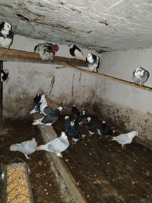 Vand porumbei birmingham