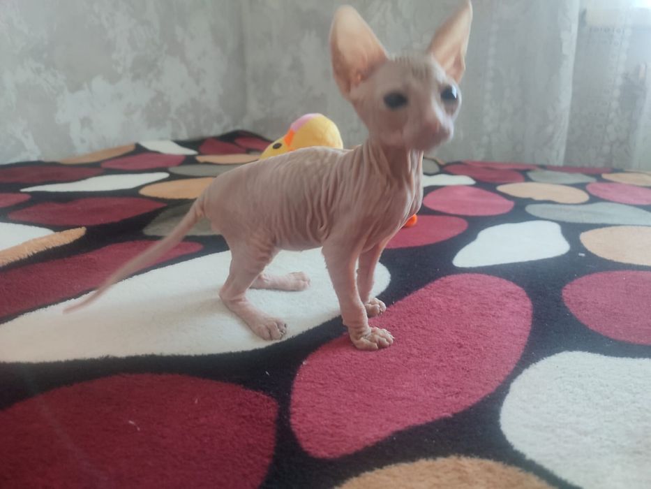Котенок сфинкс   .