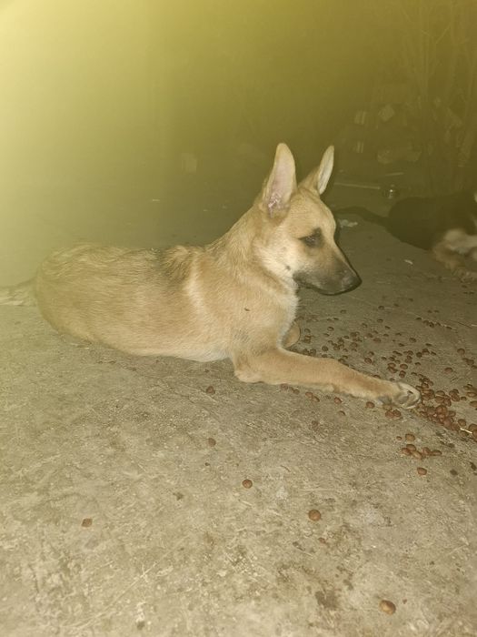 Căței metiși husky/malinois
