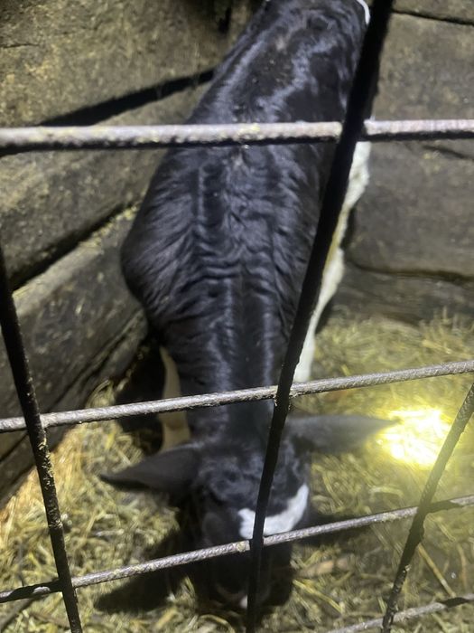 Vitel mascul varsta 2 saptamani