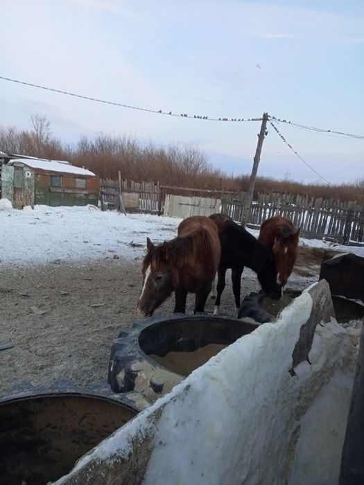 кобылку 330 00 в городе