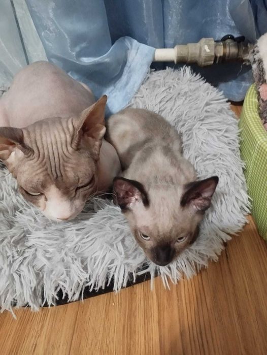Котёнок канадского сфинкса