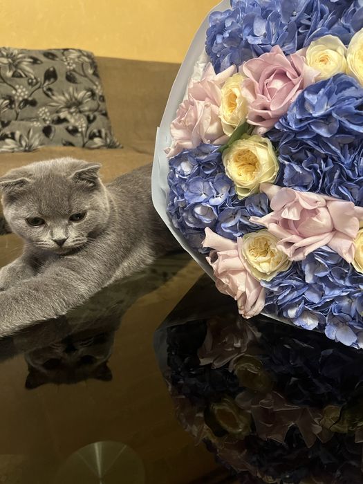 Скотиш фолд кошка