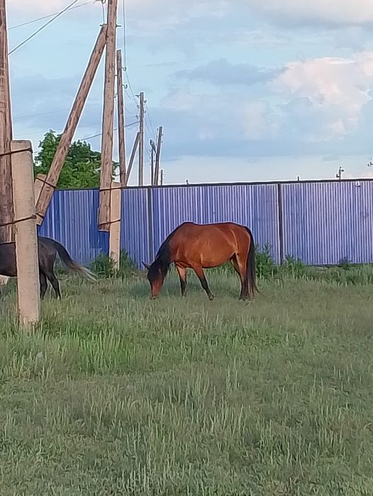 Кулунды бье кулун ургаши